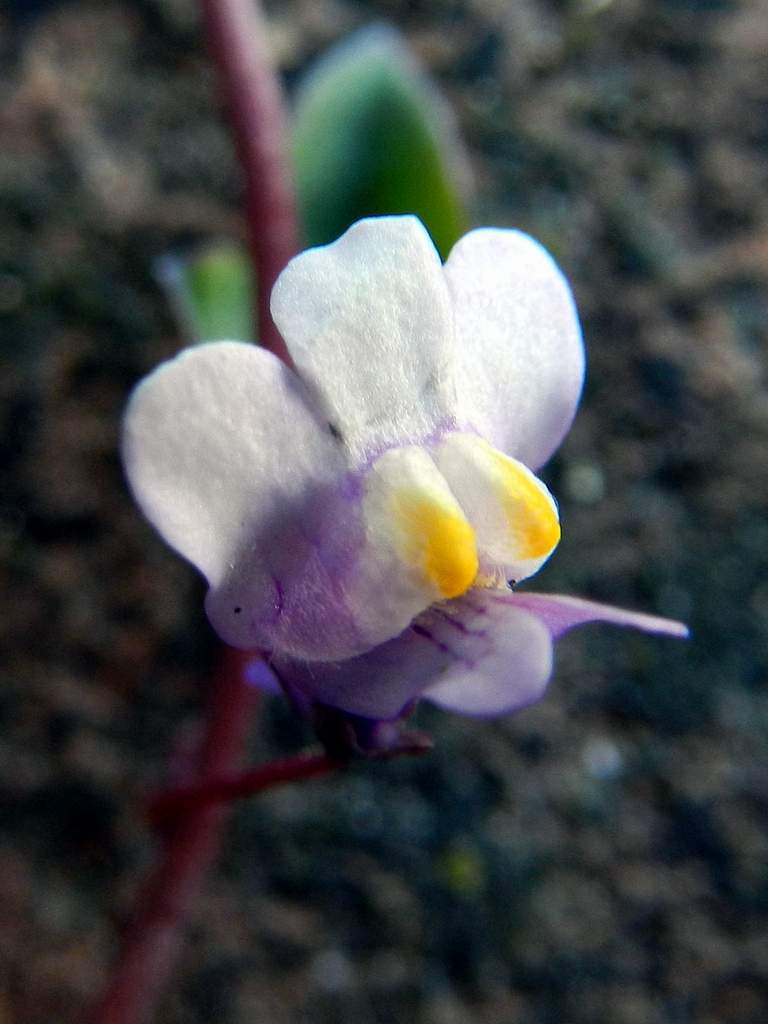 Cymbalaria muralis